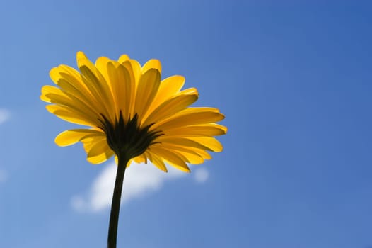 Marguerite 07