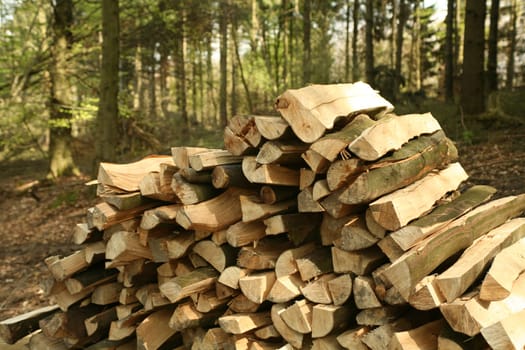 A pile of logs on a forest path