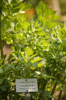 Levisticum officinale (Maggi herb)