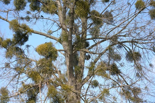 Deciduous tree very heavily infested with mistletoe