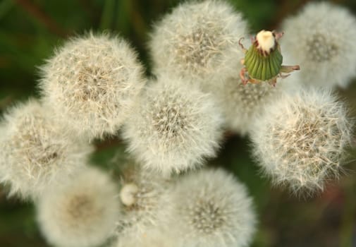Withered dandelion
