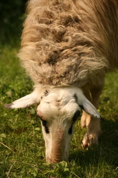 Eating sheep