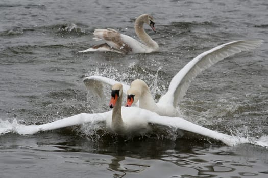 Swan Love (I)