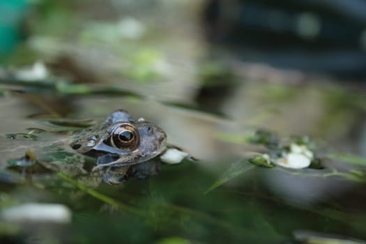 Frog in the garden pond