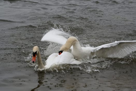 Swan Love (III)