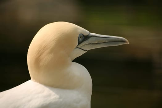 Sula bassana