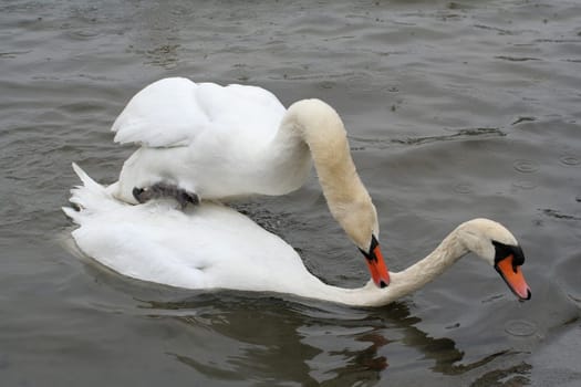 Swan Love (V)