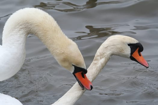 Swan Love (VII)