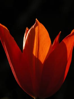 Red beauty