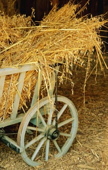 Grain harvest