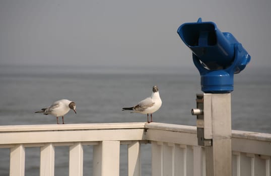 Two black-headed gulls on a wooden railing at the Alte Liebe in Cuxhaven