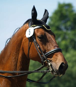 Tournament horse