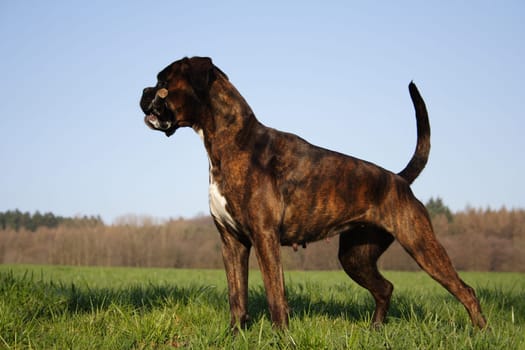 Boxer dog Luna in tension