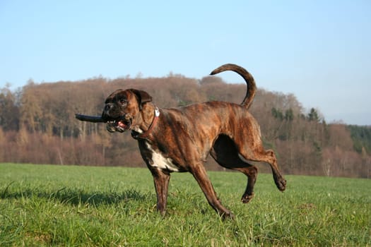 Boxer Luna in the run