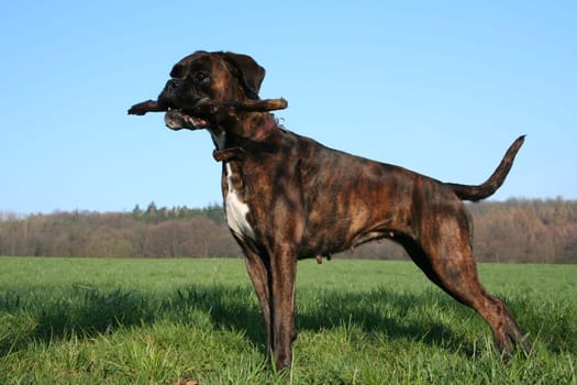 Boxer in pointing posture