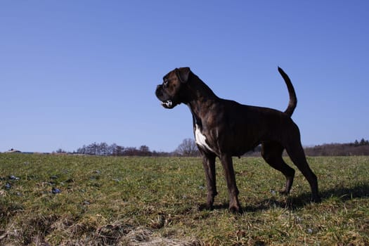 Boxer Luna standing