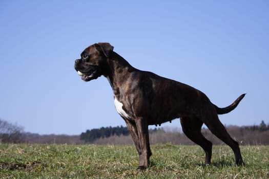 Boxer Luna tense posture