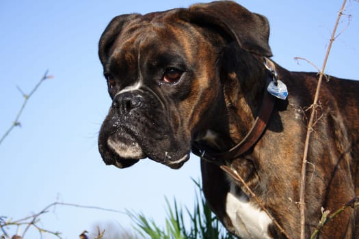 Boxer Luna Portrait