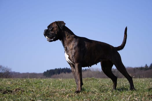 Boxer Luna in propulsion with ball