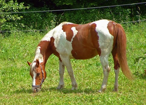 Horse