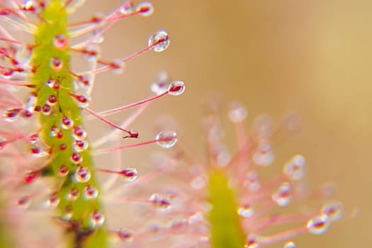 All carnivorous plants grow on extremely nutrient-poor soils and therefore depend on the nutrients of their prey. The sundew catches smaller insects with the help of sticky traps,which are reminiscent of dewdrops due to their appearance and thus
