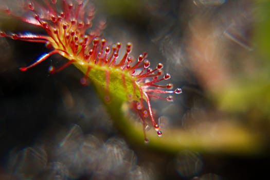All carnivorous plants grow on extremely nutrient-poor soils and therefore depend on the nutrients of their prey. The sundew catches smaller insects with the help of sticky traps,which are reminiscent of dewdrops due to their appearance and thus