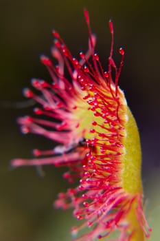All carnivorous plants grow on extremely nutrient-poor soils and therefore depend on the nutrients of their prey. The sundew catches smaller insects with the help of sticky traps,which are reminiscent of dewdrops due to their appearance and thus
