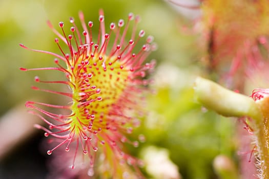All carnivorous plants grow on extremely nutrient-poor soils and therefore depend on the nutrients of their prey. The sundew catches smaller insects with the help of sticky traps,which are reminiscent of dewdrops due to their appearance and thus