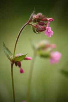 Silene dioica