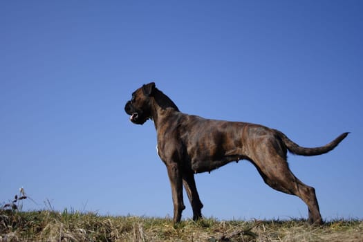 Boxer Luna in tension posture