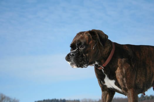 Boxer Luna exhausted