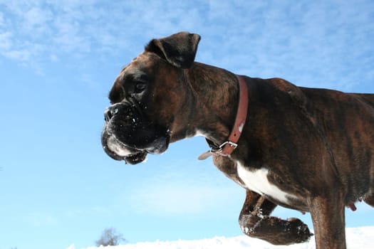 Boxer in the snow with pointing posture