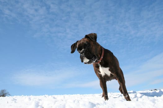 Boxer playing soccer in the snow