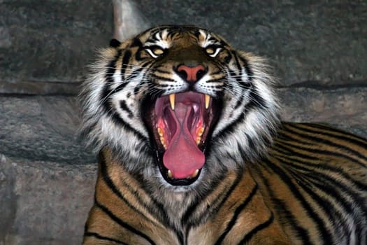 Eye of the Tiger