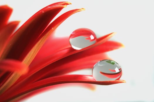 Gerbera with drops