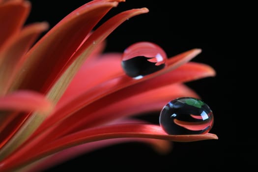 Gerbera with drops II