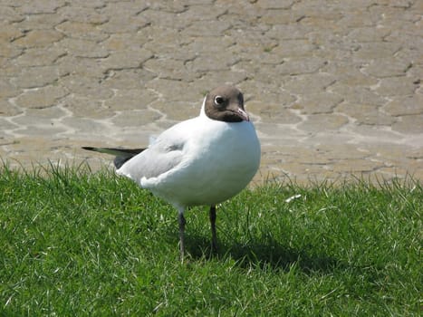 Black-headed Gull