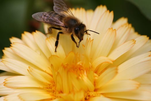 Bee