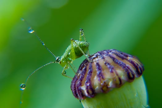 180mm macro lens + 10+ close-up lens