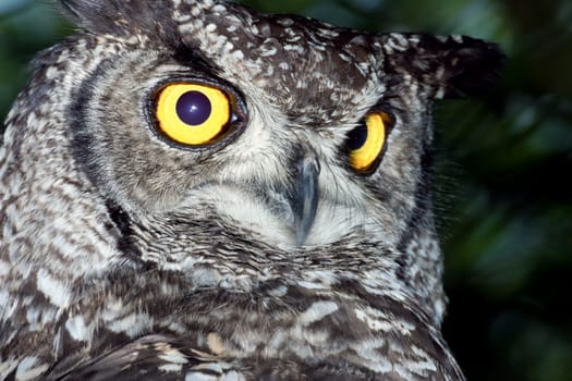Portrait of an owl