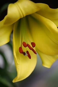 Lily