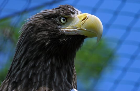 Giant white-tailed eagle