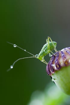 180mm macro lens + 10+ close-up lens