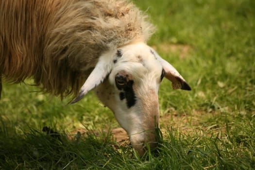 Grazing sheep