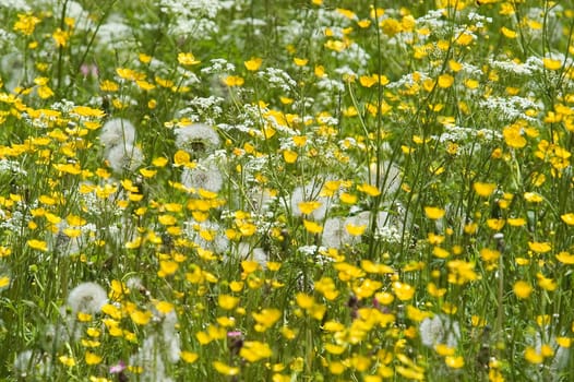 Summer meadow