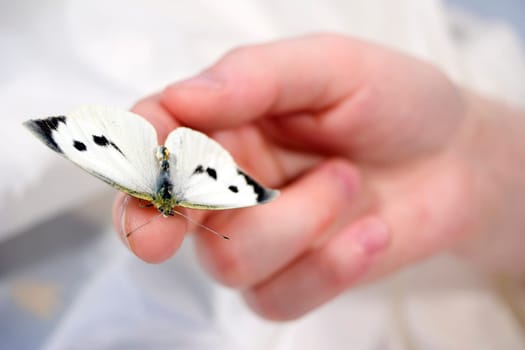 Beautiful butterfly