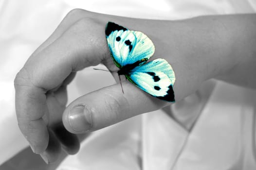Blue Butterfly