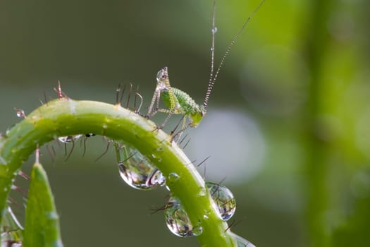 Does anyone know what kind of cattle this is? She looks like from another star I find :-) 180mm macro lens