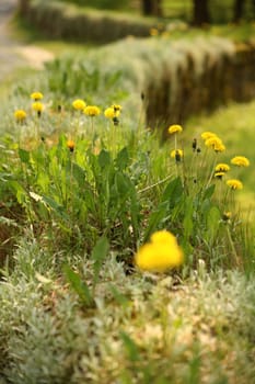 Old quarry stone wall overgrown with dandelions