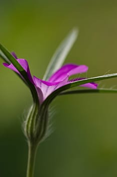Flower of the Year 2003 - The corn wheel belongs to the so-called field flora and was a common plant in winter cereals until the 60s,along with many other wild herbs. As a result of modern farming methods within agriculture (especially